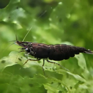 Black Rose - Chocolate Shrimp