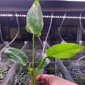Anubias Hastifolia - Pot