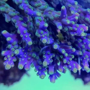 Acropora Valida purple A003