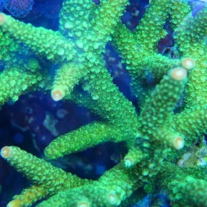 Acropora aspera, Slimer but not Bali A004