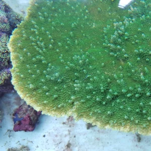 Acropora solytariensis, Green table A007
