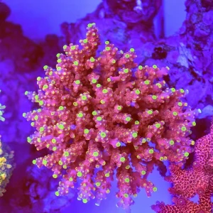 Acropora sp. Matchstick A013, ULTRA