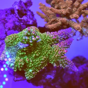 Acropora abratonides green/pink A057