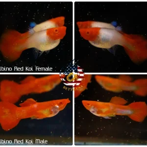 Live Aquarium Guppy Fish High Quality - Albino Red Koi