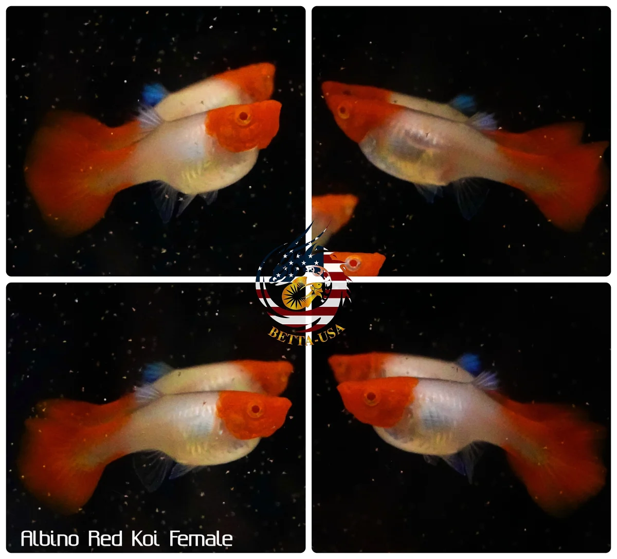 Live Aquarium Guppy Fish High Quality - Albino Red Koi - Bild 3
