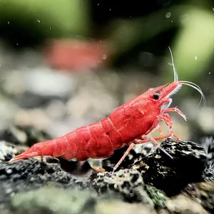 Painted Fire Red Shrimp