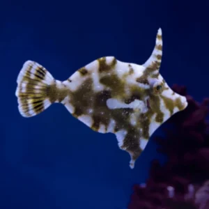 Acreicthys Tomentosus “Aiptasia Eating Filefish”