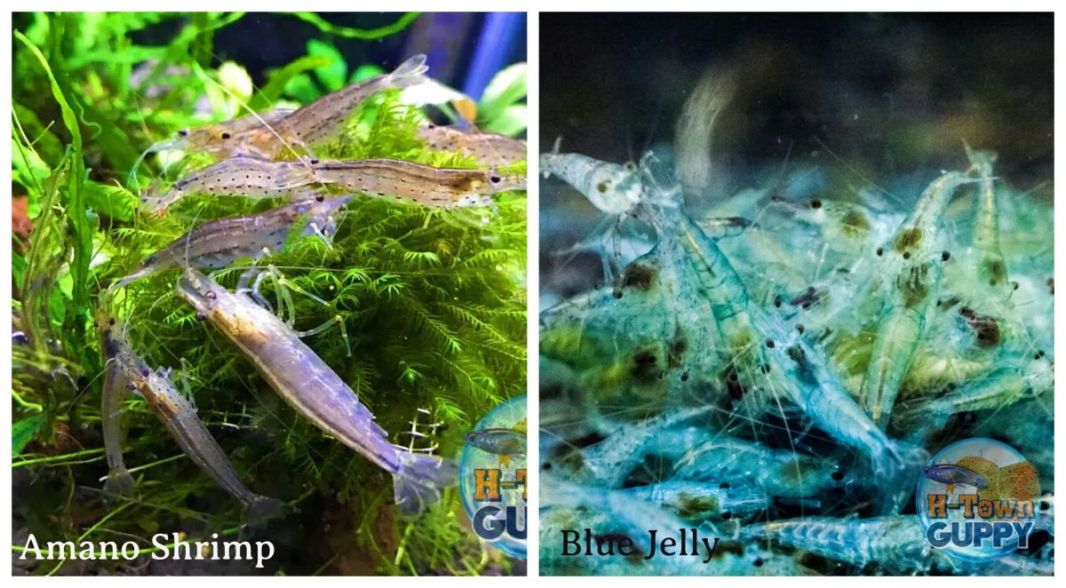 Amano & Blue Jelly Freshwater Neocaridina Aquarium Shrimp - Bild 2