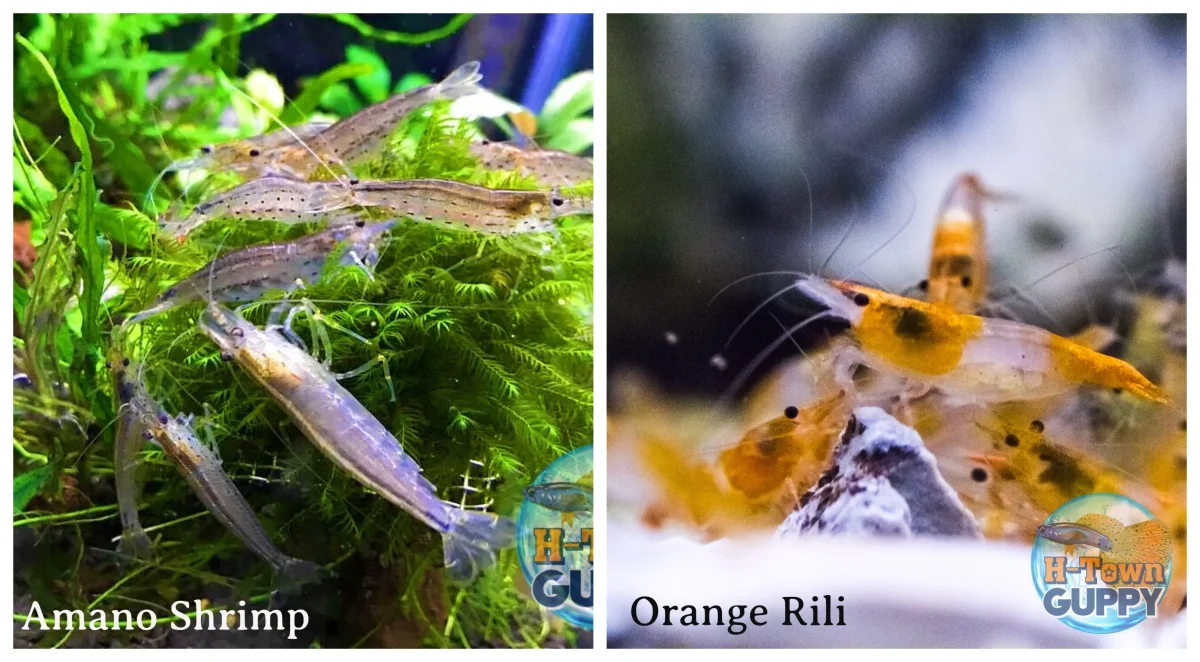 Amano & Orange Rili Freshwater Neocaridina Aquarium Shrimp