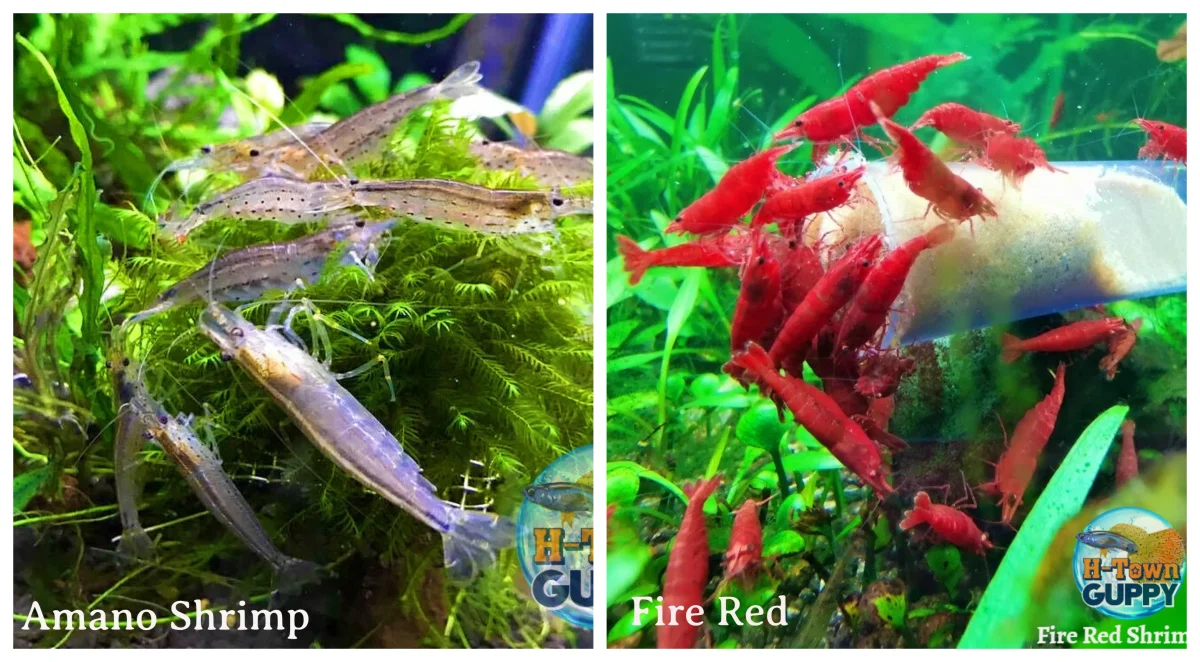 Amano & Fire Red Freshwater Neocaridina Aquarium Shrimp - Bild 2