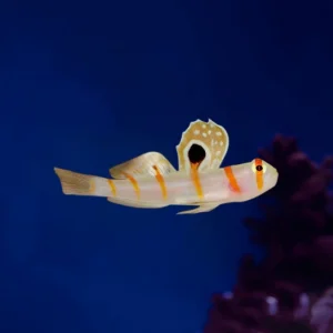 Amblyeleotris Randalli “Randall’s Prawn Goby”