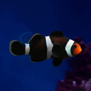 Amphiprion Ocellaris “Darwin Clownfish”