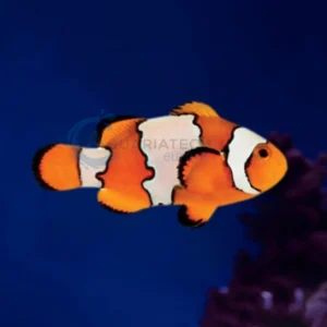 Amphiprion Ocellaris “Snowflake”