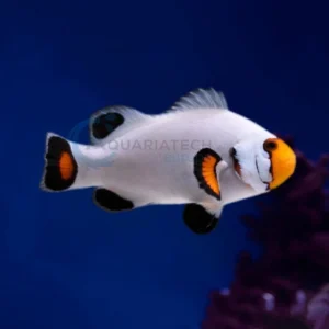 Amphiprion Percula “Platinum”