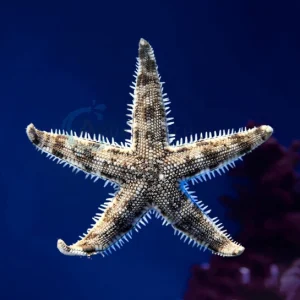 Archaster Typicus “Sand Sifting Sea Star”