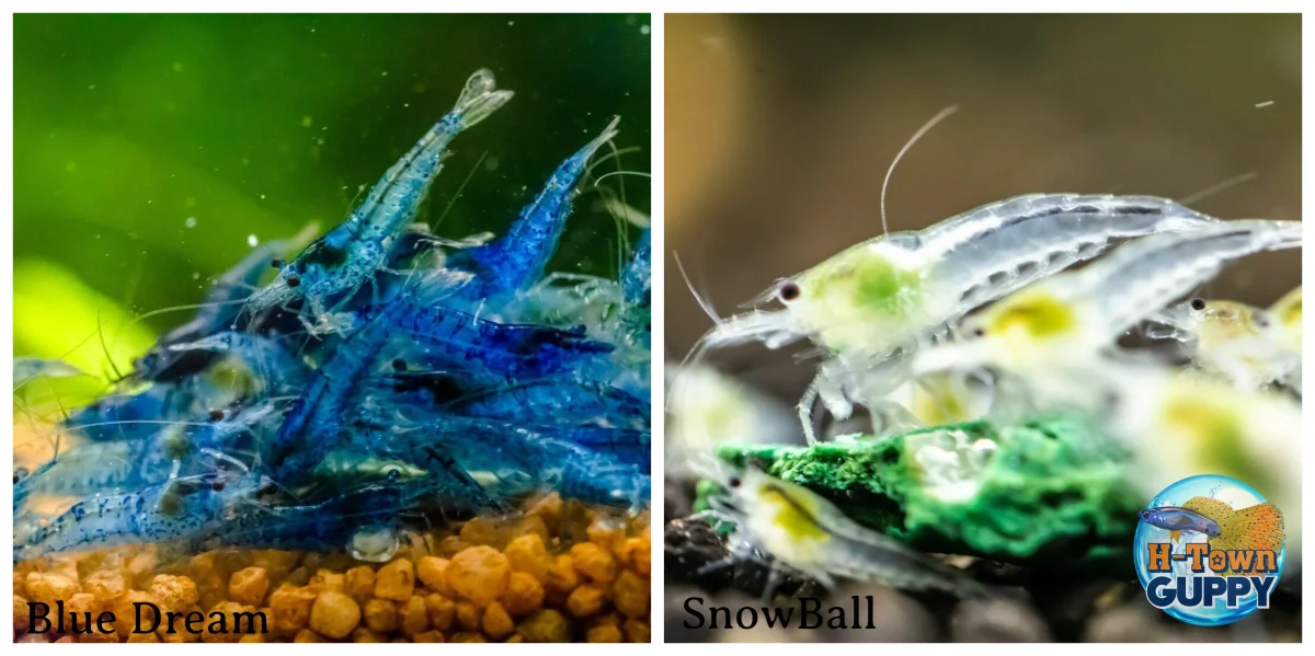 Blue Dream & Snowball Freshwater Neocaridina Aquarium Shrirmp - Bild 2