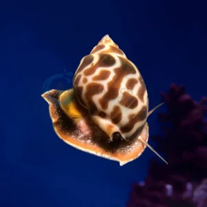 Babylonia Formosae “Babylonia Snail”