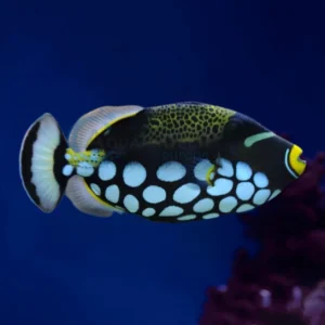 Balistoides Conspicillum “Clown Trigger”