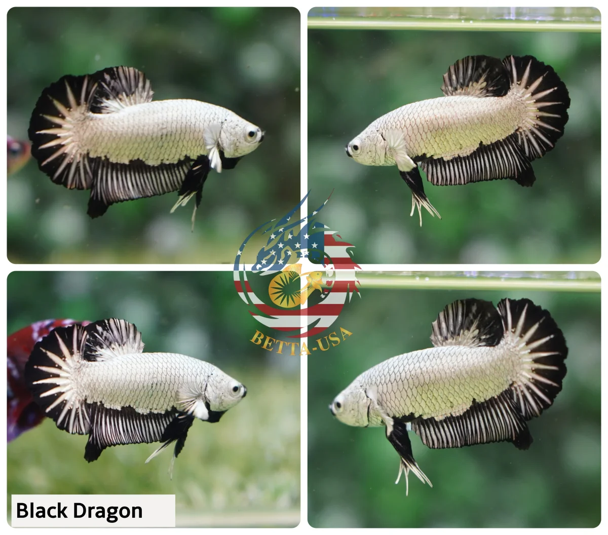HMPK Black Dragon - Bild 2