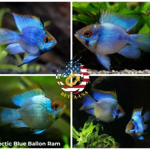 Breeding Pair - Electric Blue Balloon Ram