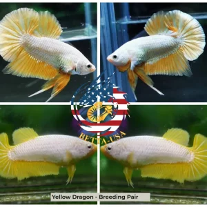 Breeding Pair - HMPK Yellow Dragon