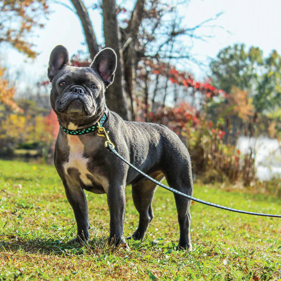 Up Country Black & Aqua Dot Dog Collar - Bild 3