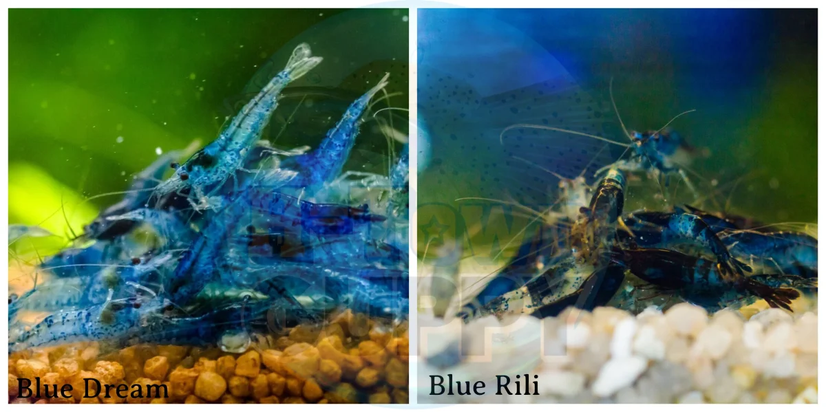 Blue Dream & Blue Rili Freshwater Neocaridina Aquarium Shrirmp - Bild 2