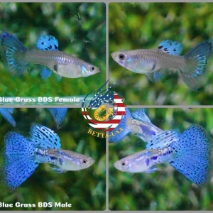 Aquarium Guppy Fish High Quality Blue Grass