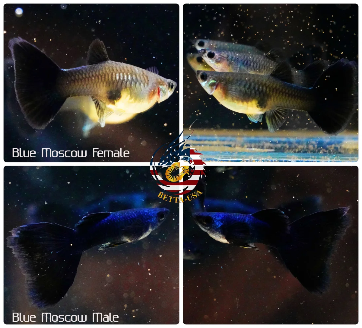 Aquarium Guppy Fish High Quality - Blue Moscow ( Tazan) - Bild 2