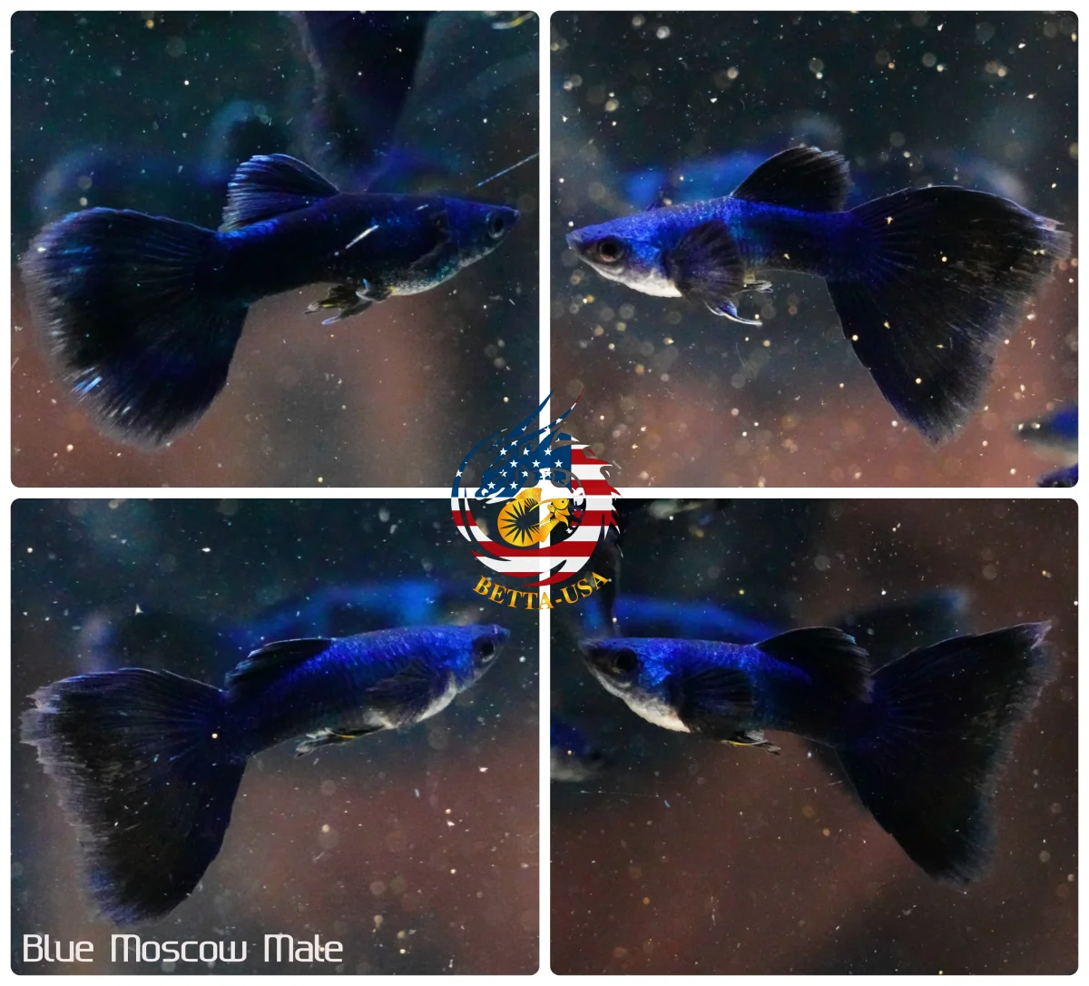 Aquarium Guppy Fish High Quality - Blue Moscow ( Tazan) - Bild 4
