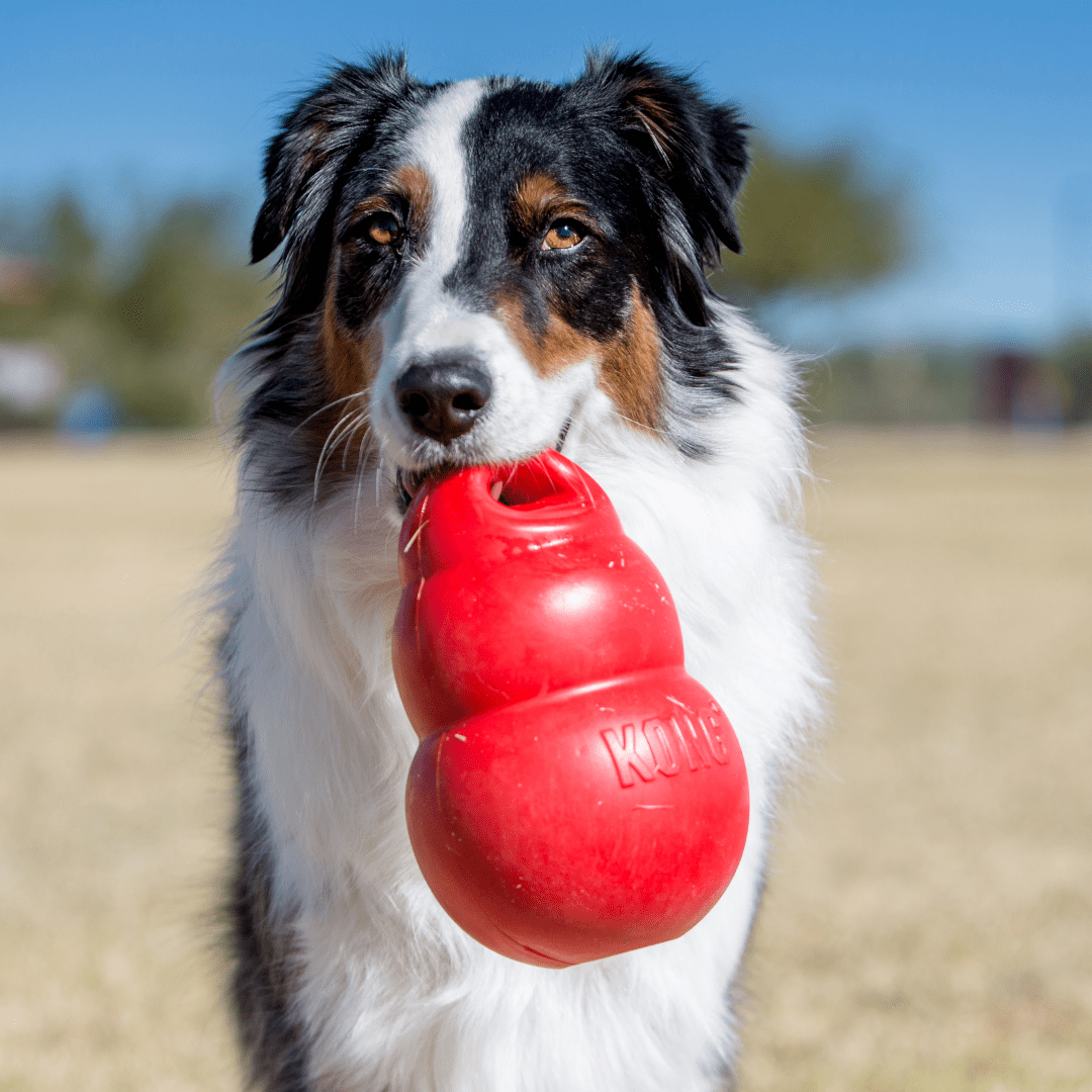 KONG Bounzer Dog Toy - Bild 6