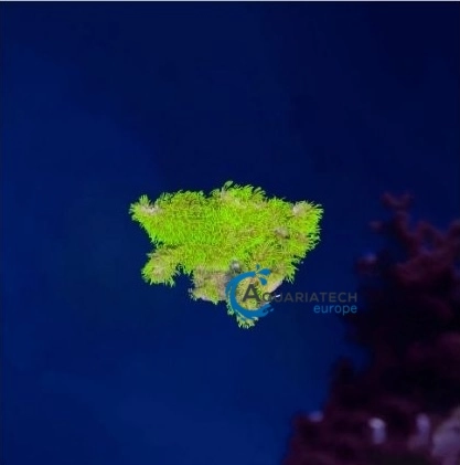 Neon Green star polyp branching, fragg