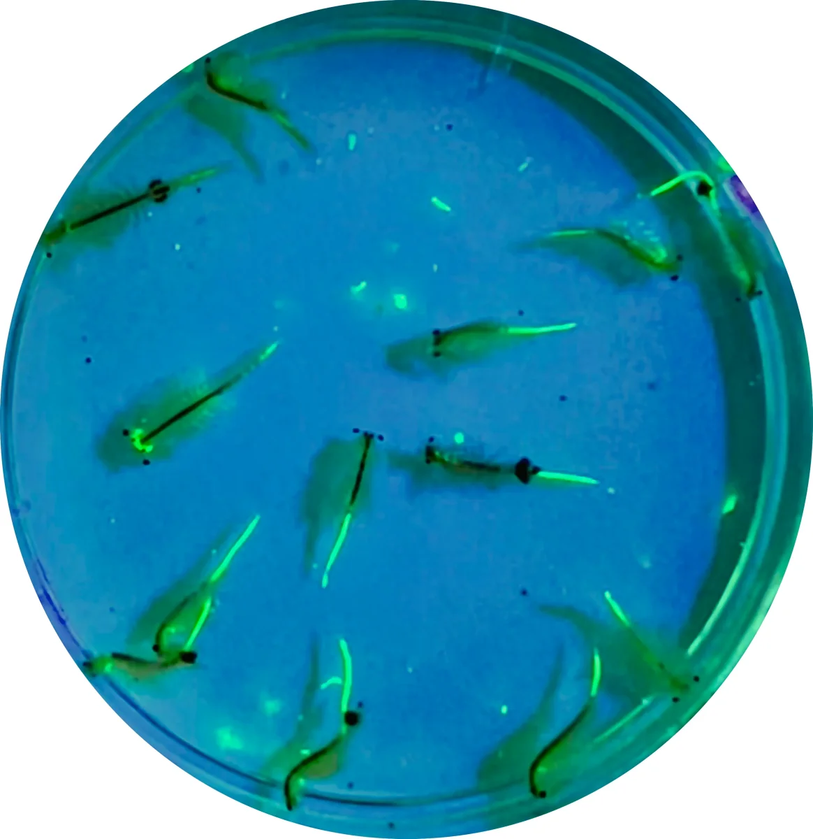 Brainy Briny Fake Fluorescent Food: Microplastic zooplankton bioaccumulation using brine shrimp - Bild 4
