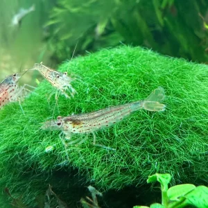 Amano Shrimp