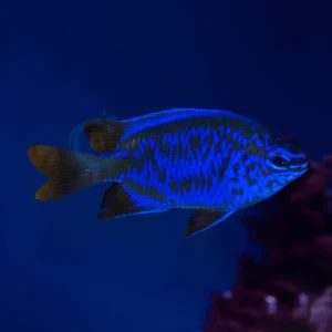 Chrysiptera Springeri “Blue Sapphire Damsel”