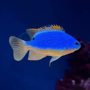 Chrysiptera Taupou “Fiji Blue Devil Damselfish”