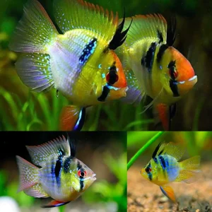 Breeding Pair - Angel Balloon Blue German Ram ( Rainbow)