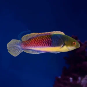 Cirrhilabrus Cyanopleura “Bluehead Fairy Wrasse”