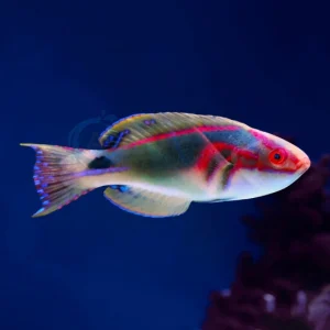 Cirrhilabrus Exquisitus “Exquisite Fairy Wrasse”