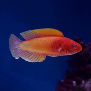 Cirrhilabrus Rubrisquamis “Red Velvet Fairy Wrasse”