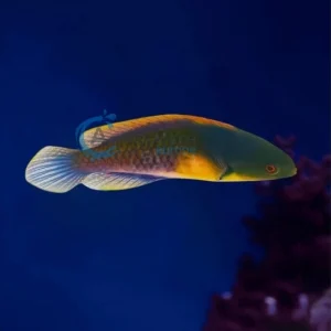 Cirrhilabrus ryukyuensis,