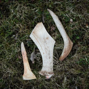 HORN S – REN