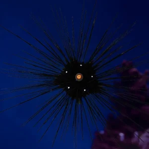 Diadema Setosum “Long Spine Urchin”
