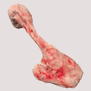 Beef Dino Bone