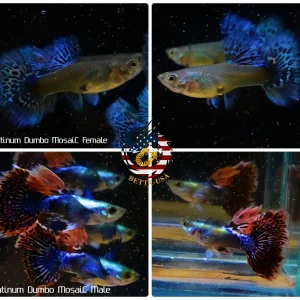 Aquarium Guppy Fish High Quality - Dumbo Mosaic