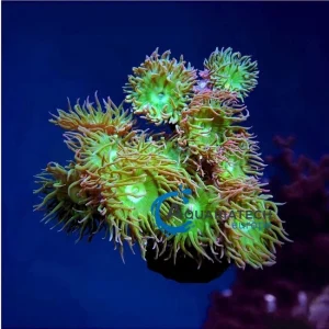 Duncanopsammia axifuga per polyp