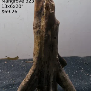 Mangrove Tree Stump 323