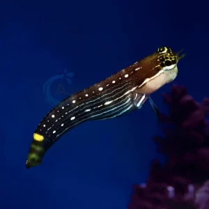 Ecsenius Pictus “Pictus Blenny”