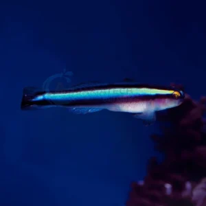 Elacatinus Oceanops “Blue Neon Goby”