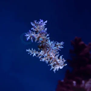 Acropora echinata ice fire fragg